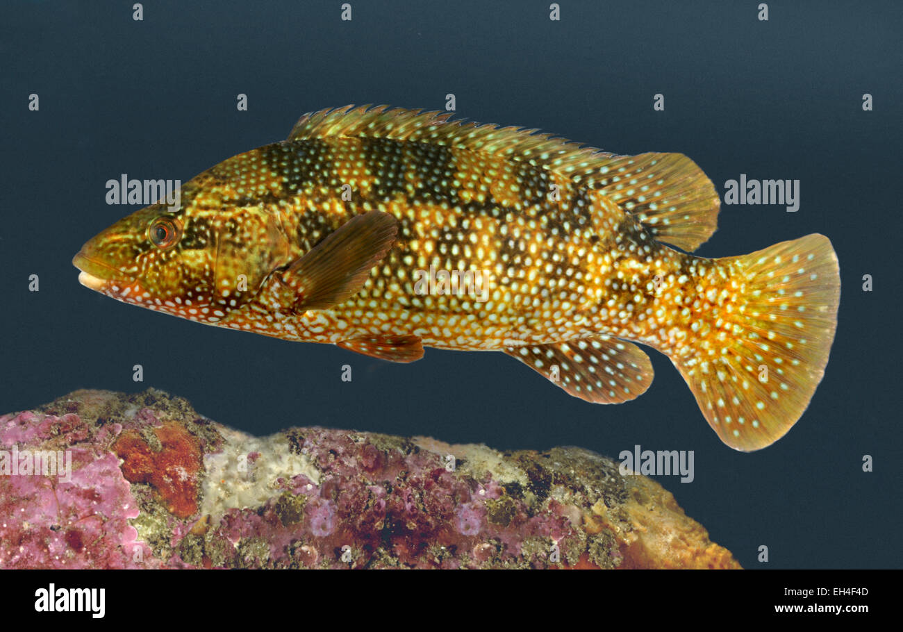 Ballan wrasse hi-res stock photography and images - Alamy