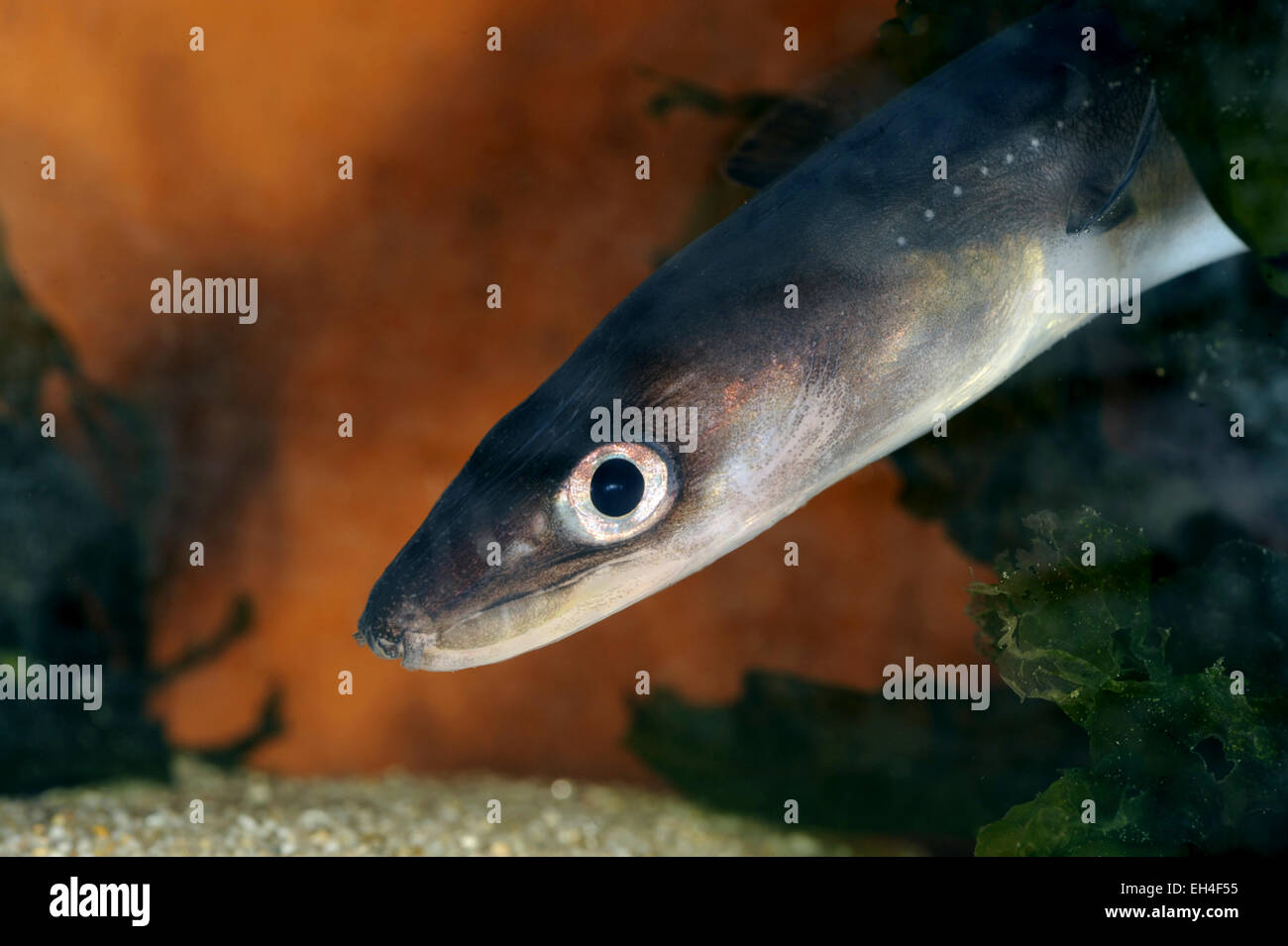 Conger eel rock hires stock photography and images Alamy