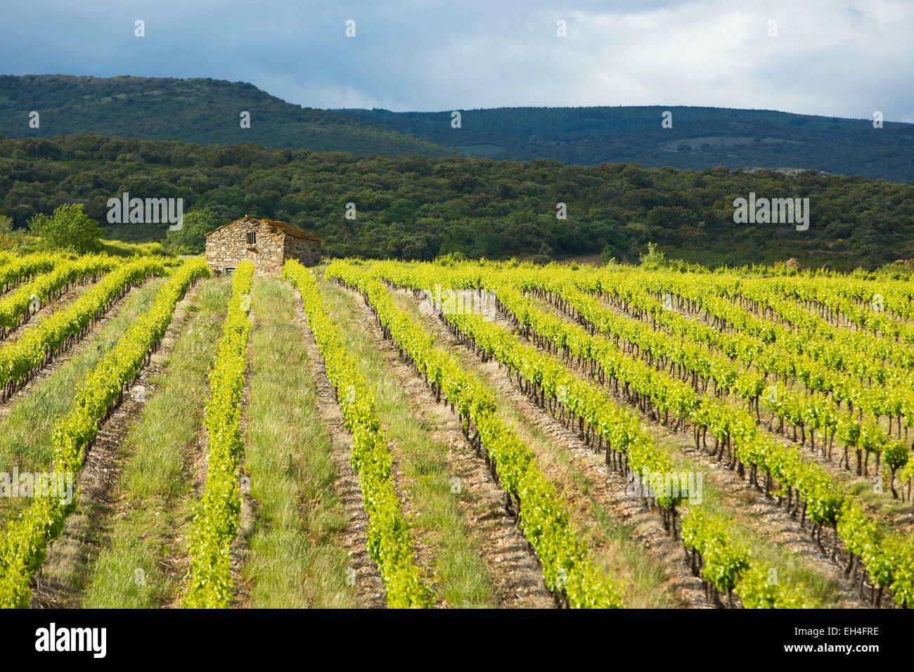 France, Aude, Saint Laurent de la Cabrerisse, AOC Corbieres vineyard