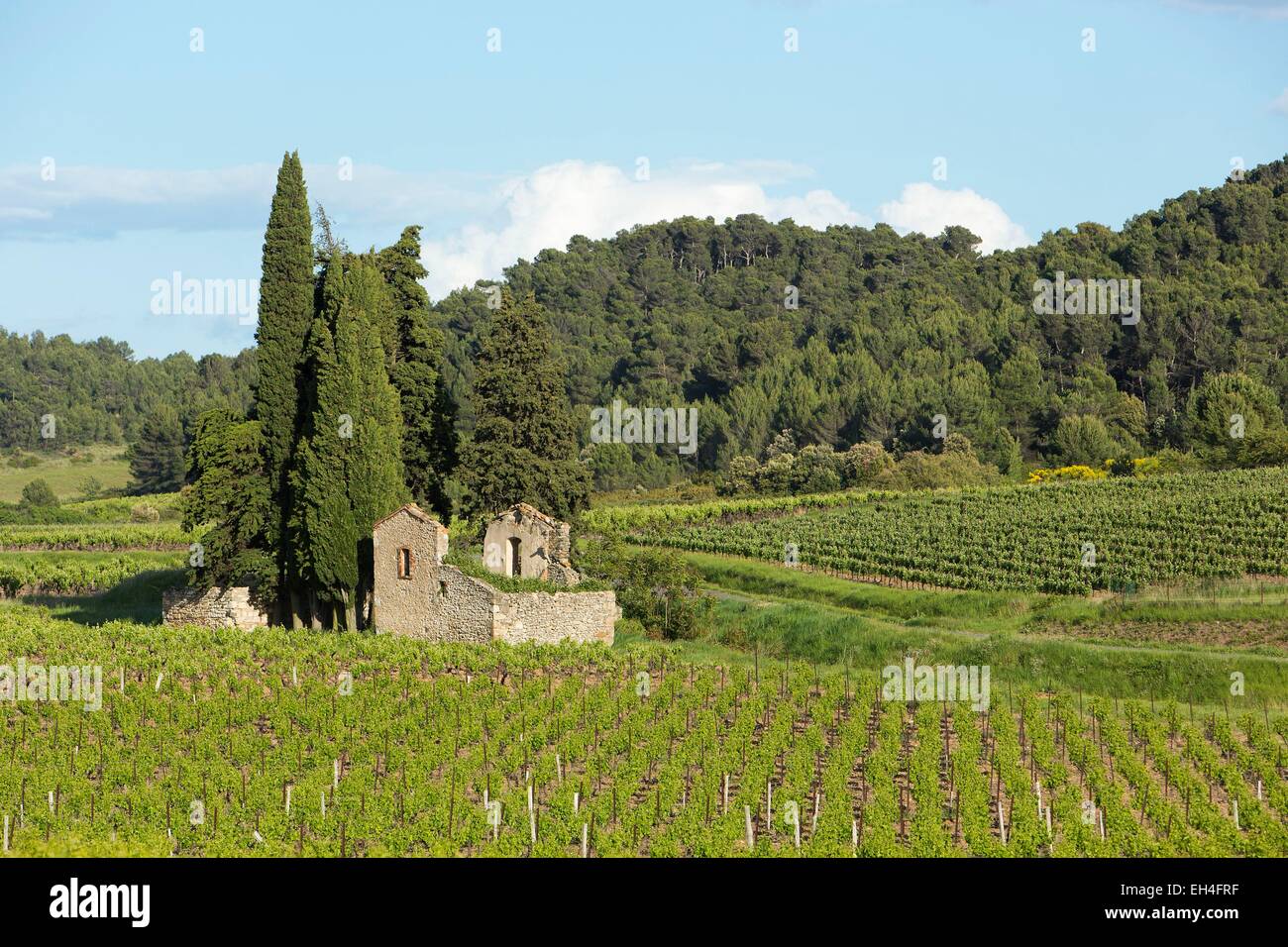 France, Aude, Saint Laurent de la Cabrerisse, AOC Corbieres vineyard