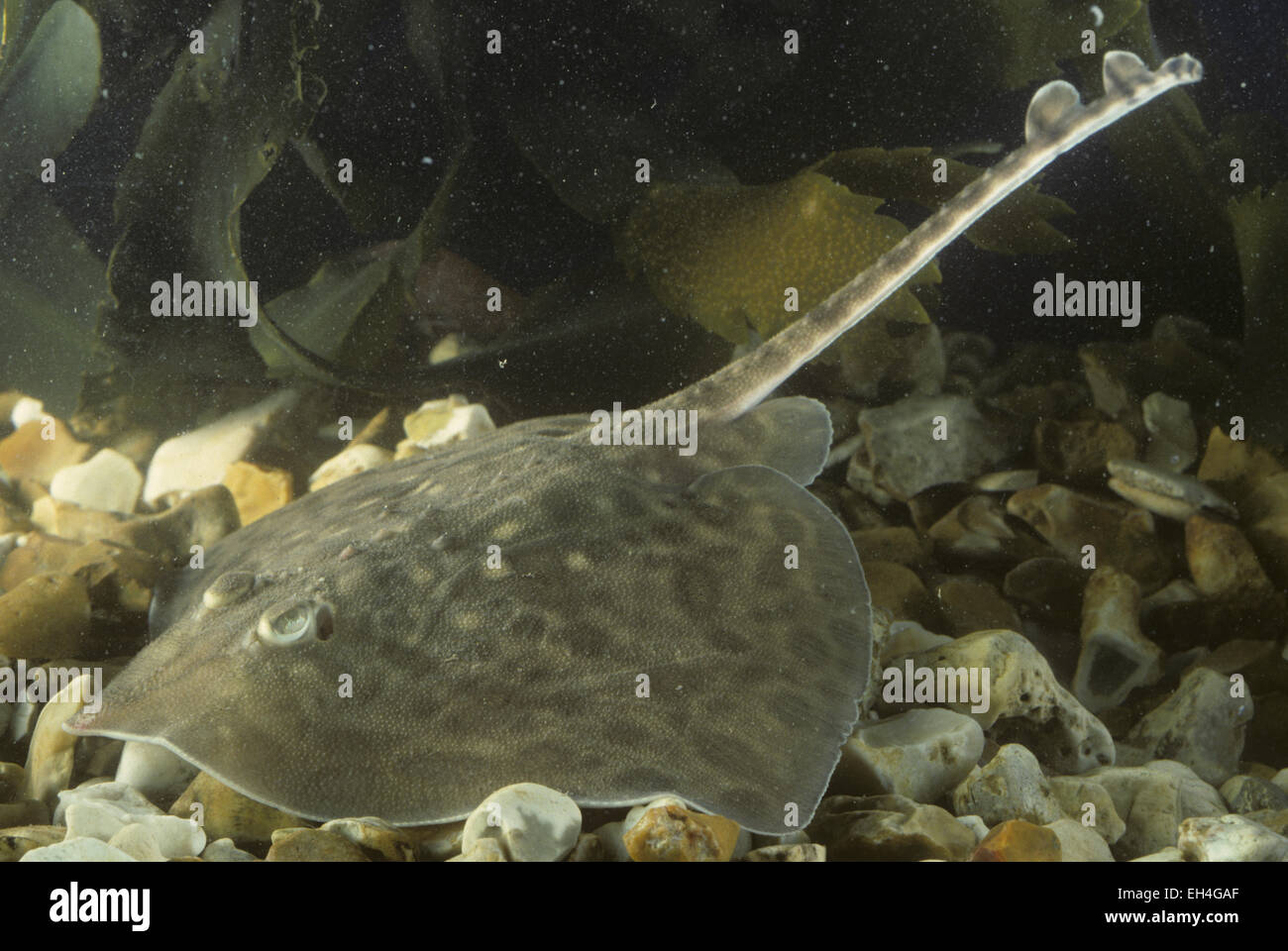 Thornback Ray - Raja clavata Stock Photo