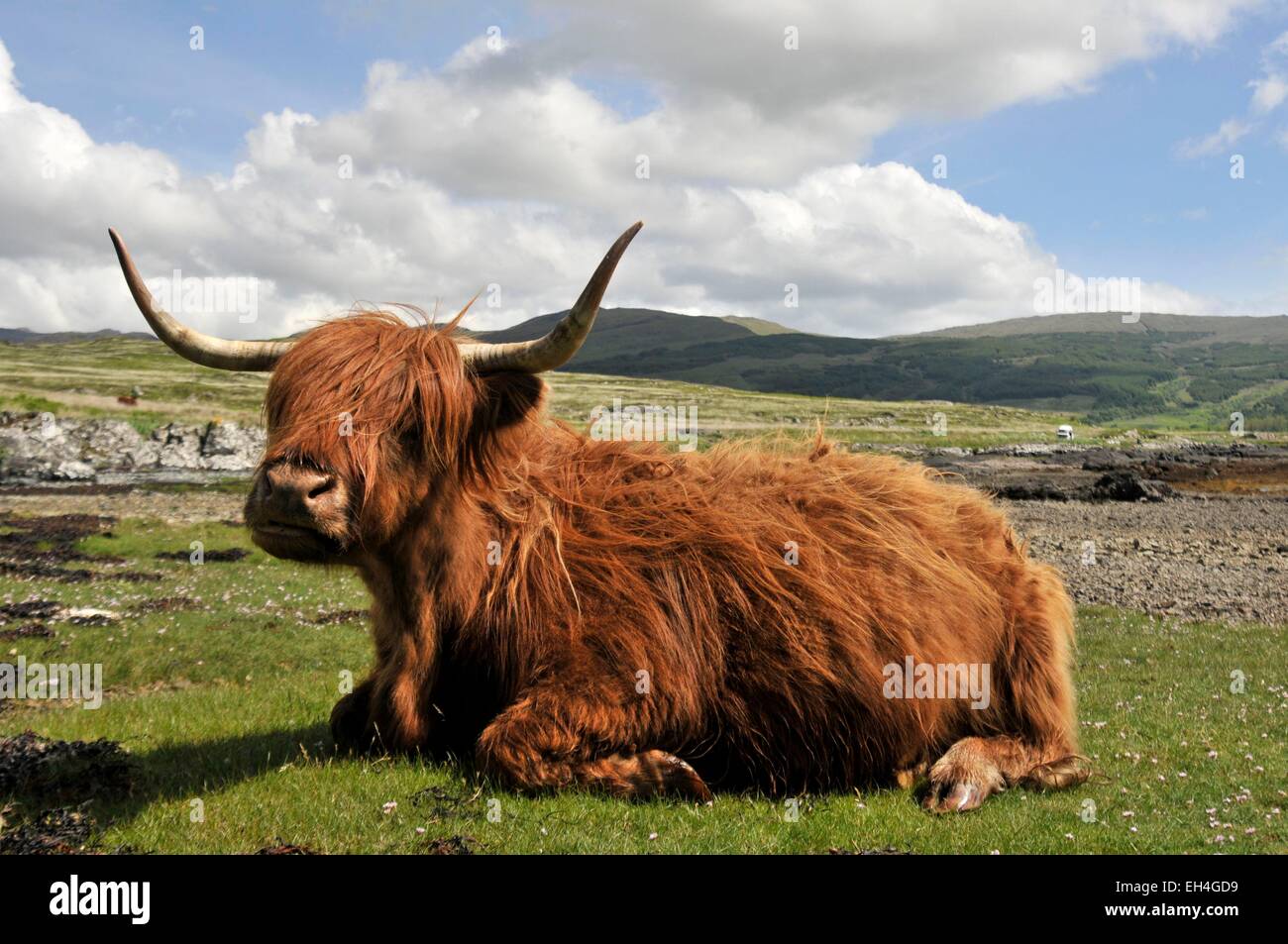 Highland cow lying down hi-res stock photography and images - Alamy
