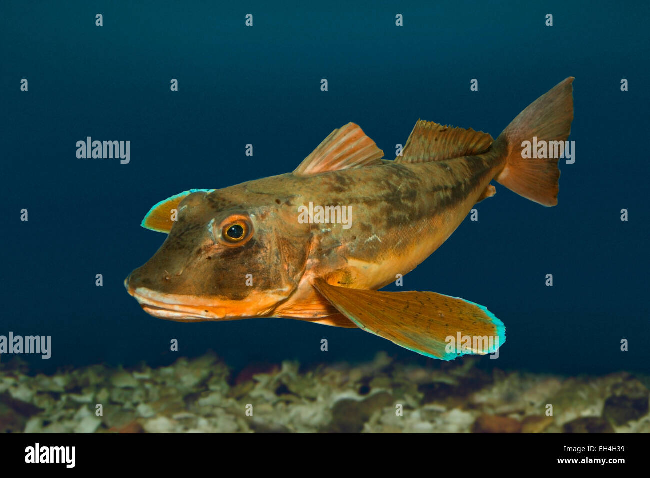 Tub Gurnard Chelidonichthys lucerna Stock Photo Alamy