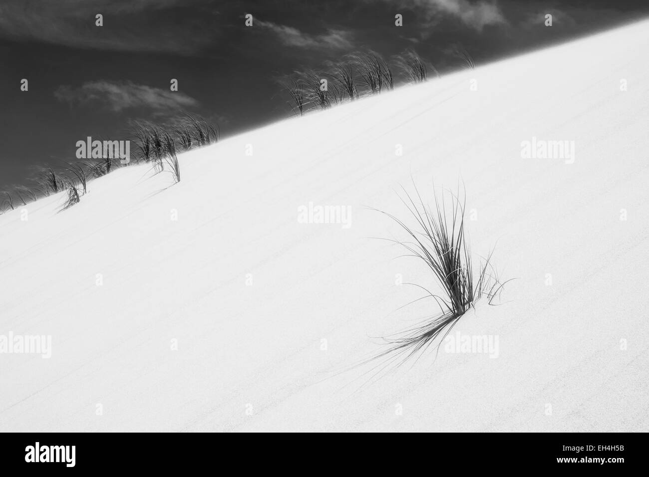 90 mile beach and grass on dunes in Northland, New Zealand. Colour version EH4H50 Stock Photo