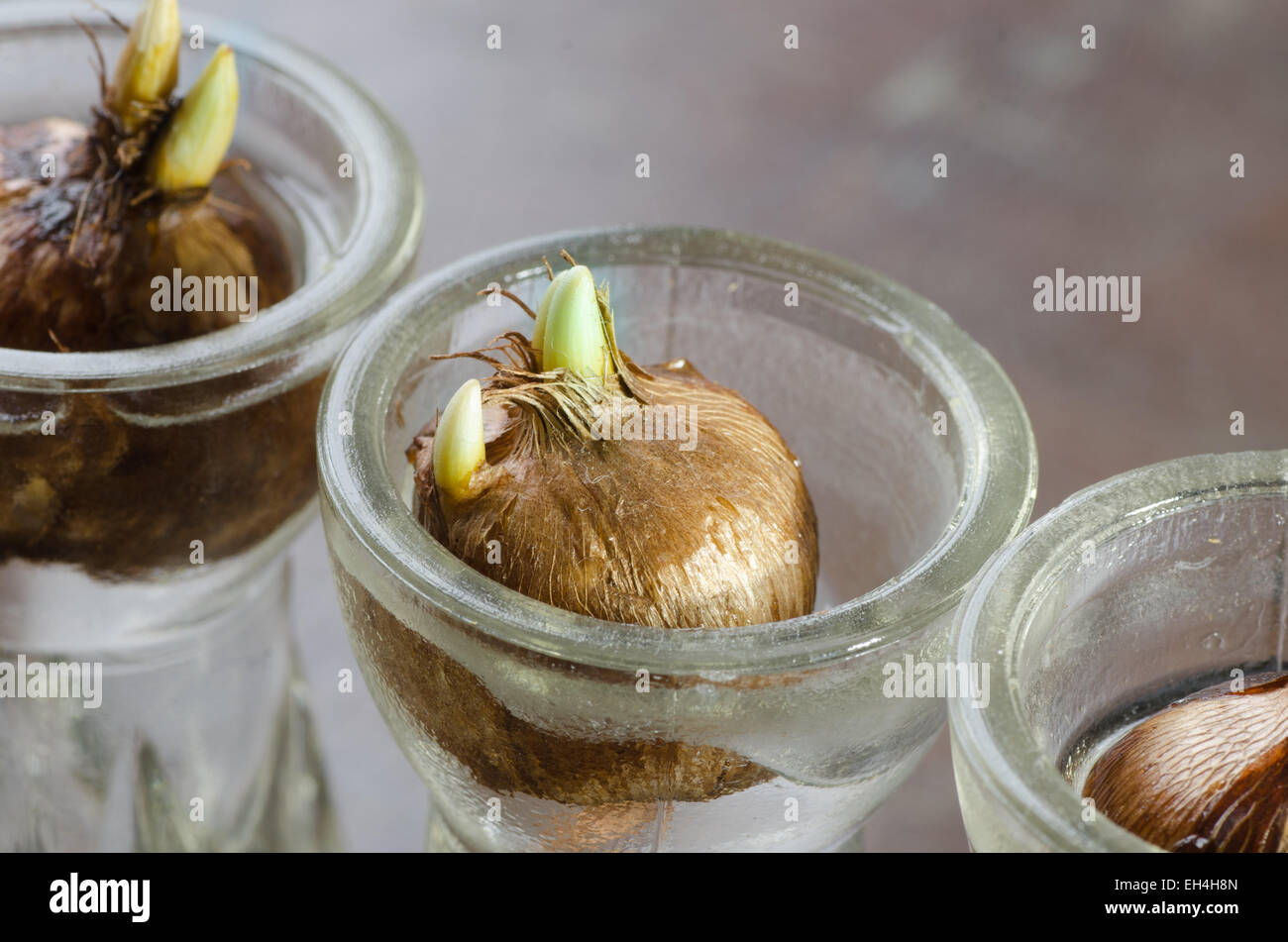 macro of crocus bulb with sprout Stock Photo Alamy