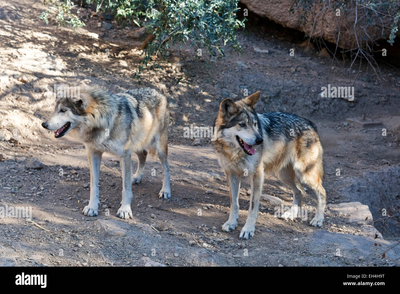 Mexican wolves (Canis lupus baileyi) Stock Photo