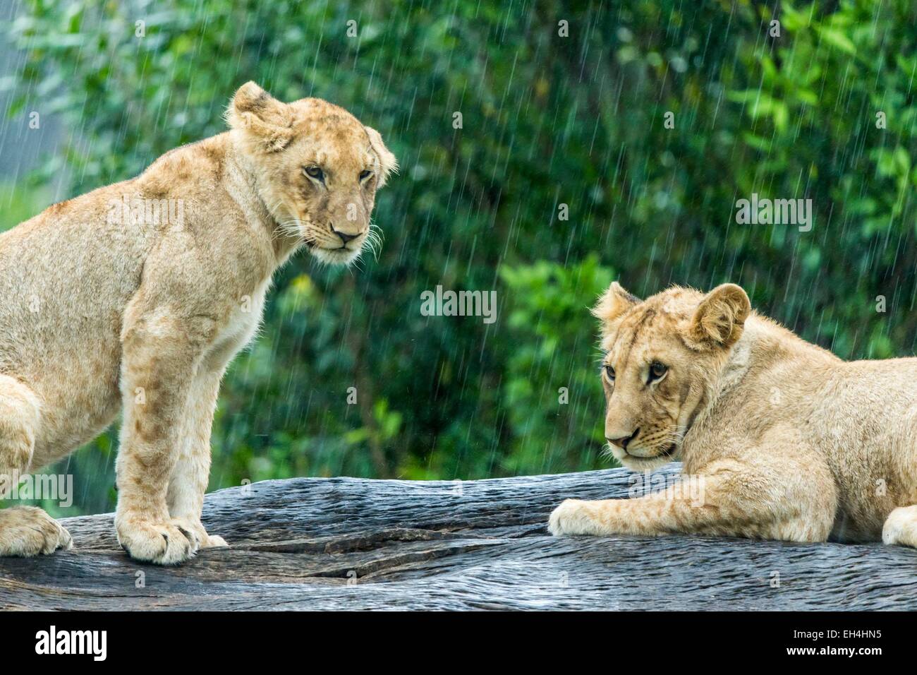 Kenya, Masai Mara game Reserve, lion (Panthera leo), young ones under ...