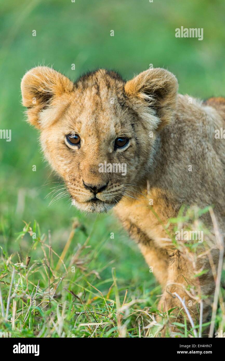 Kenya, Masai Mara game Reserve, lion (Panthera leo), young one Stock ...