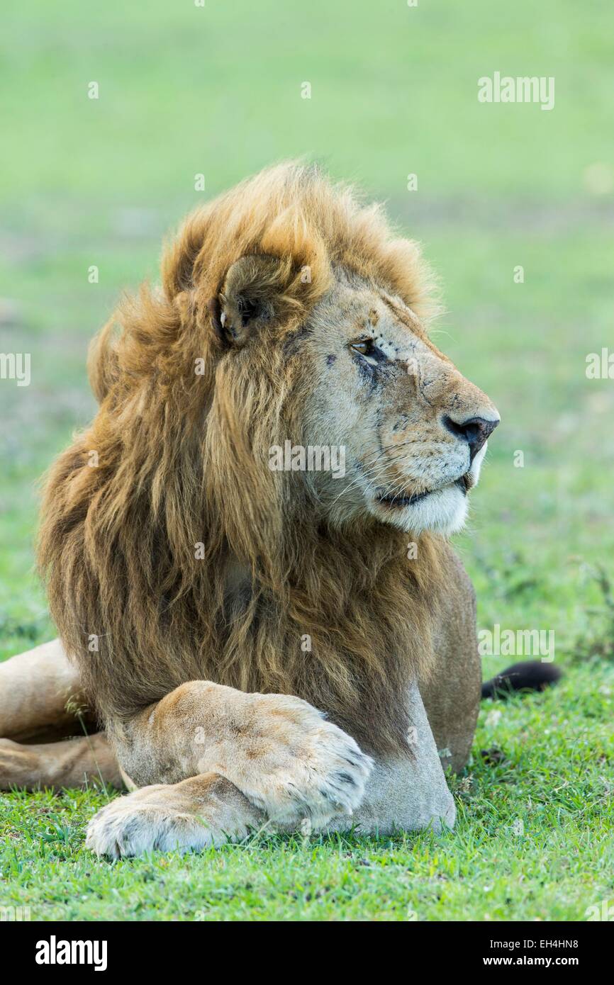 Kenya, Masai Mara game Reserve, lion (Panthera leo), male resting Stock ...
