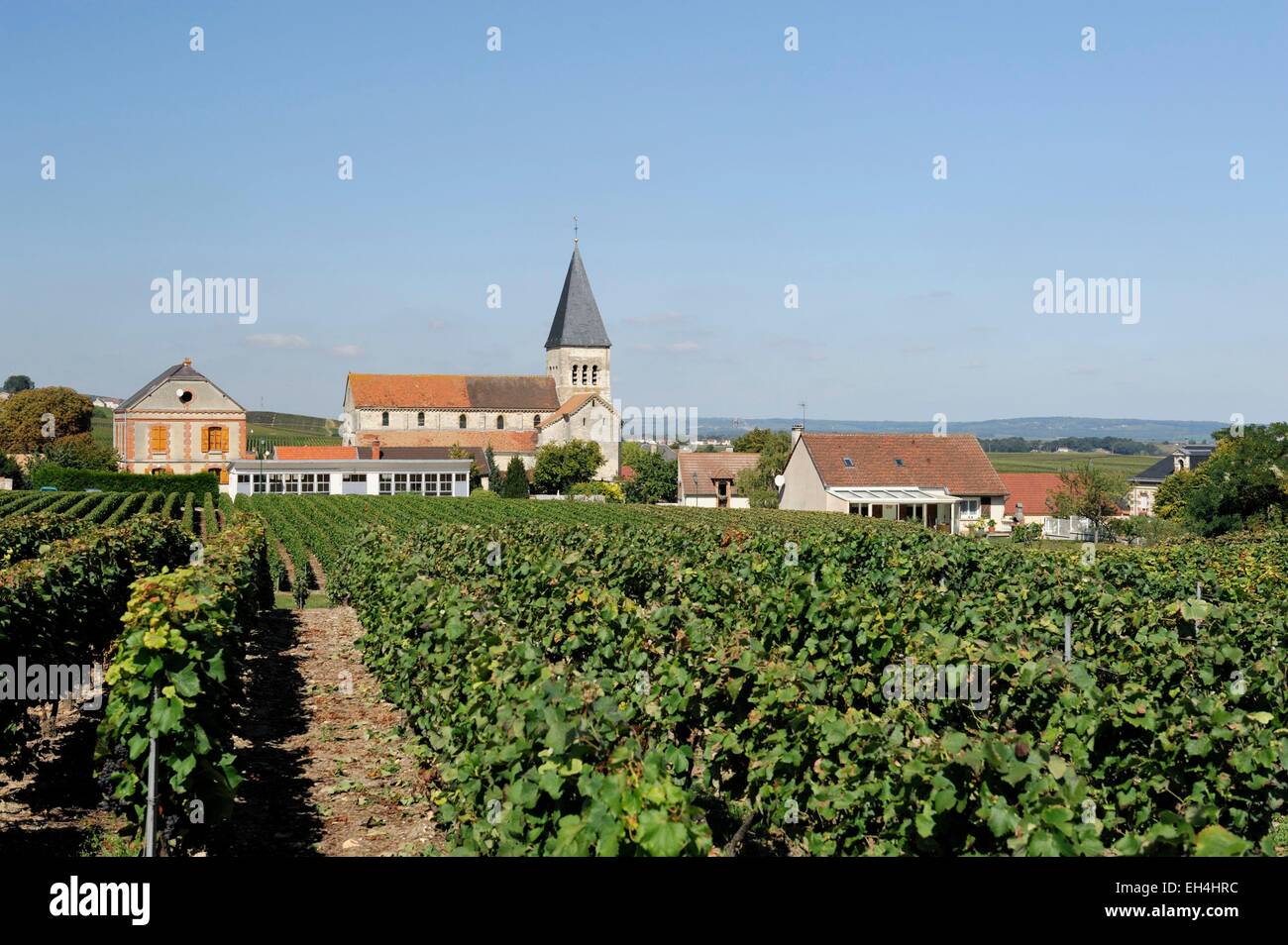 France, Marne, Sacy, vineyards and Saint Remi church in the fortified