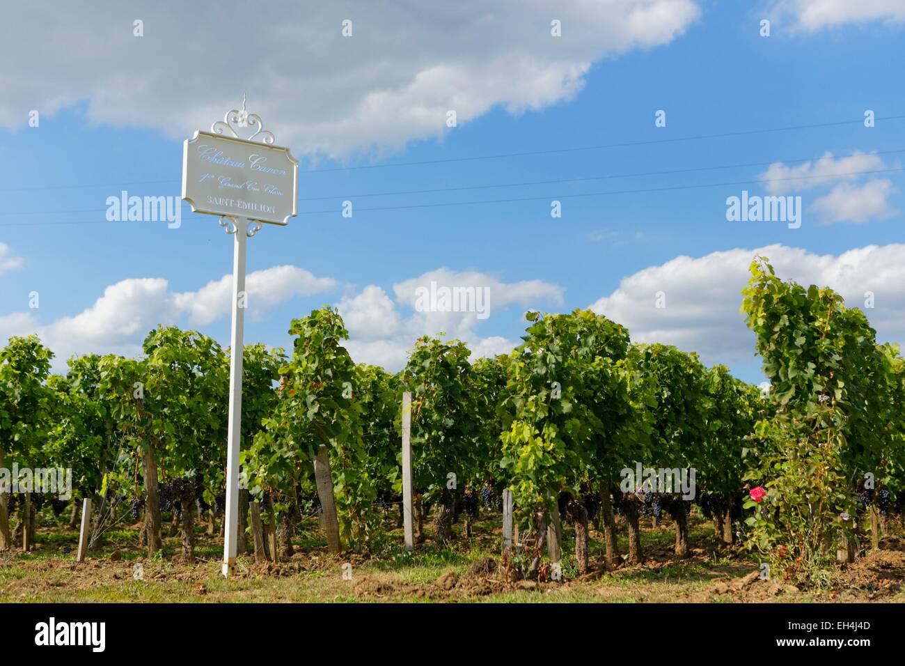 France, Gironde, Saint Emilion, listed as World Heritage by UNESCO, Bordeaux vineyard, vineyard of Chateau Canon, Premier Grand Cru Classe B (Classification of Saint Emilion wine as First Great Growths), AOC Saint Emilion Great Classified Growth Stock Photo