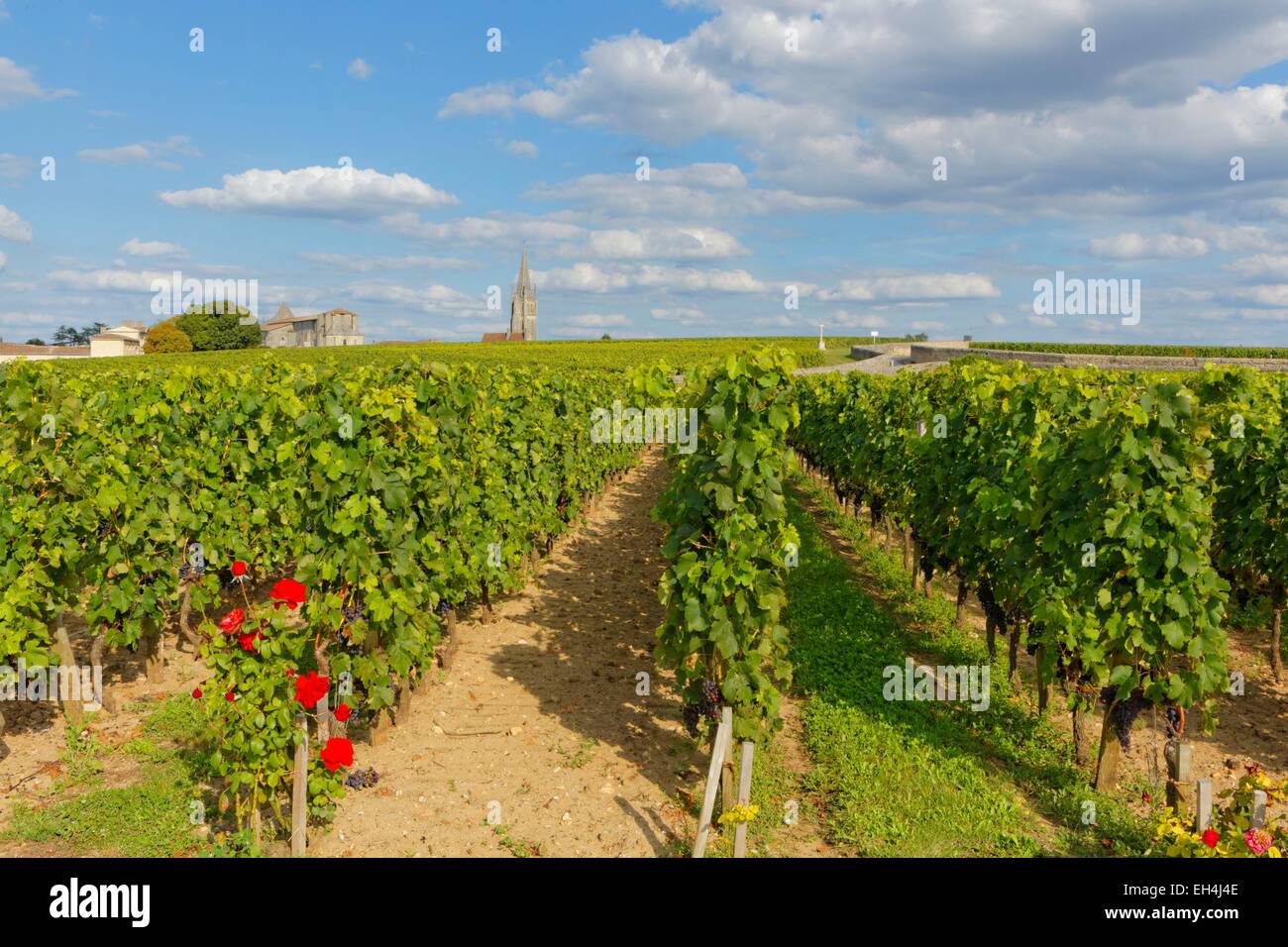 France, Gironde, Saint Emilion, listed as World Heritage by UNESCO, Bordeaux vineyard, vineyard of Chateau Canon, Premier Grand Cru Classe B (Classification of Saint Emilion wine as First Great Growths), AOC Saint Emilion Great Classified Growth Stock Photo