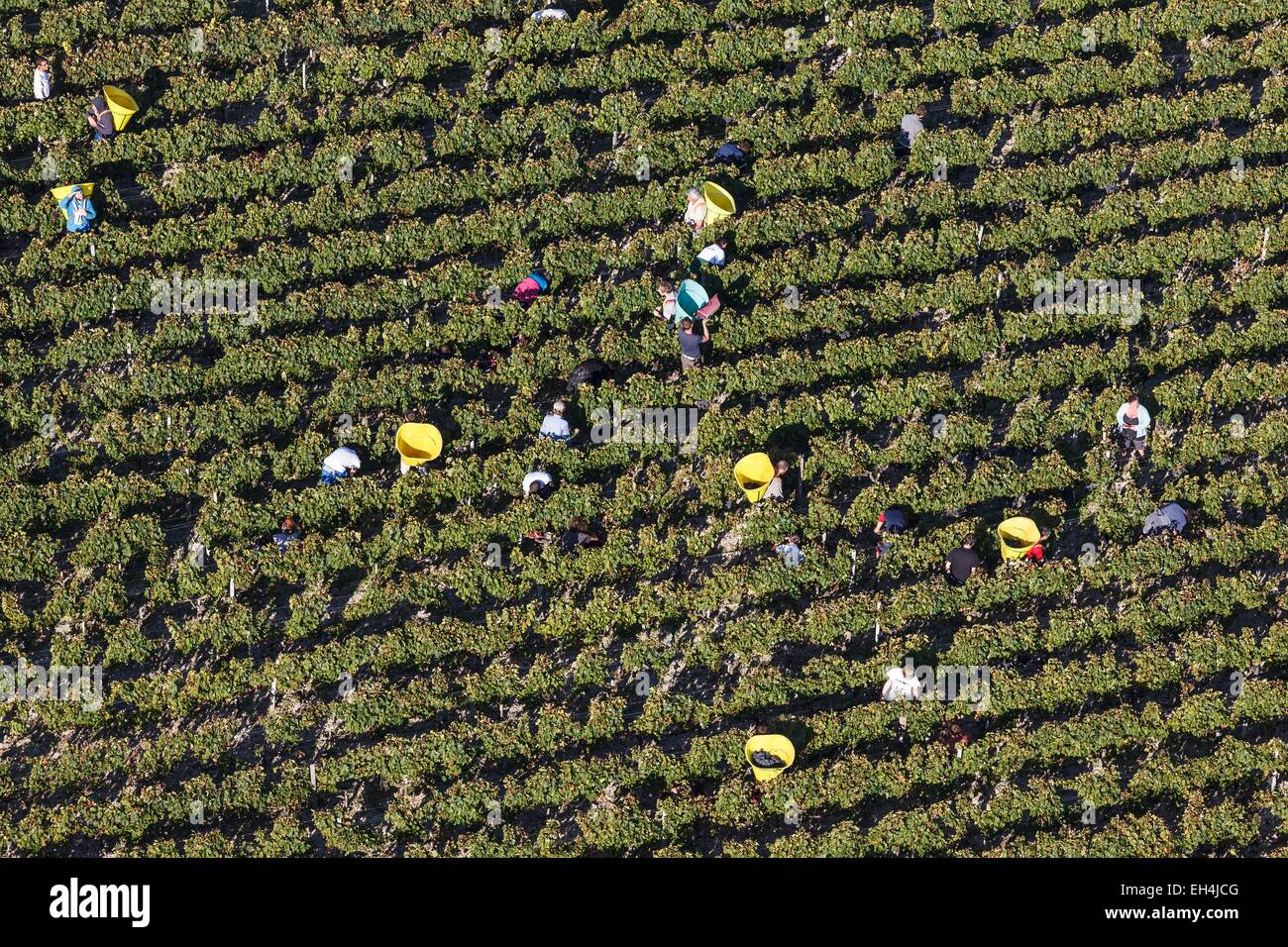 France, Gironde, Cantenac, grape pickers in Margaux vineyards (aerial view) Stock Photo