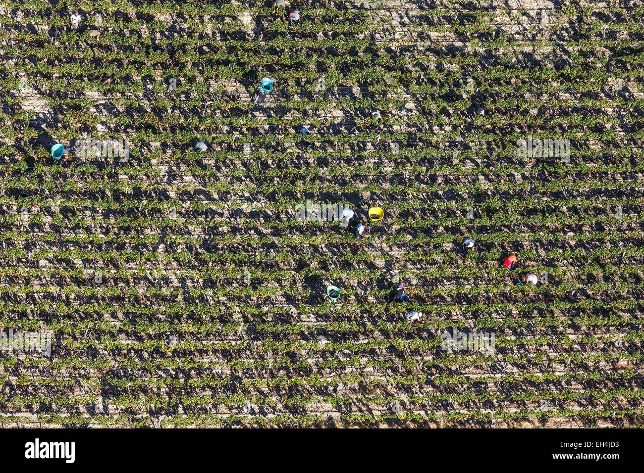 France, Gironde, Lamarque, grape pickers in a Haut Medoc vineyard (aerial view) Stock Photo