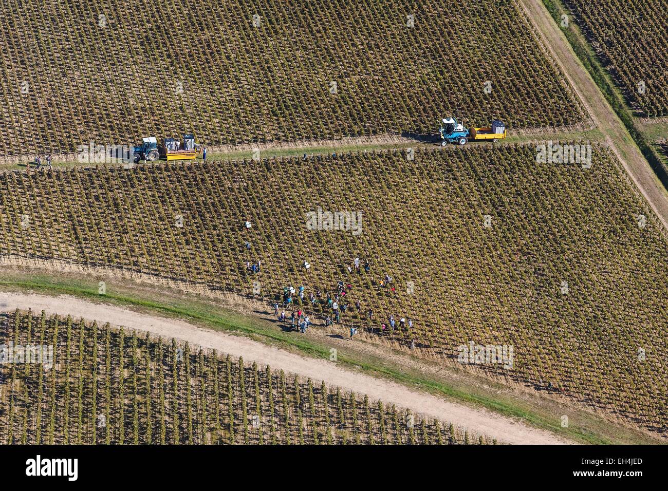 France, Gironde, Saint Seurin de Cadourne, grape harvesting in the Haut Medoc vineyards (aerial view) Stock Photo