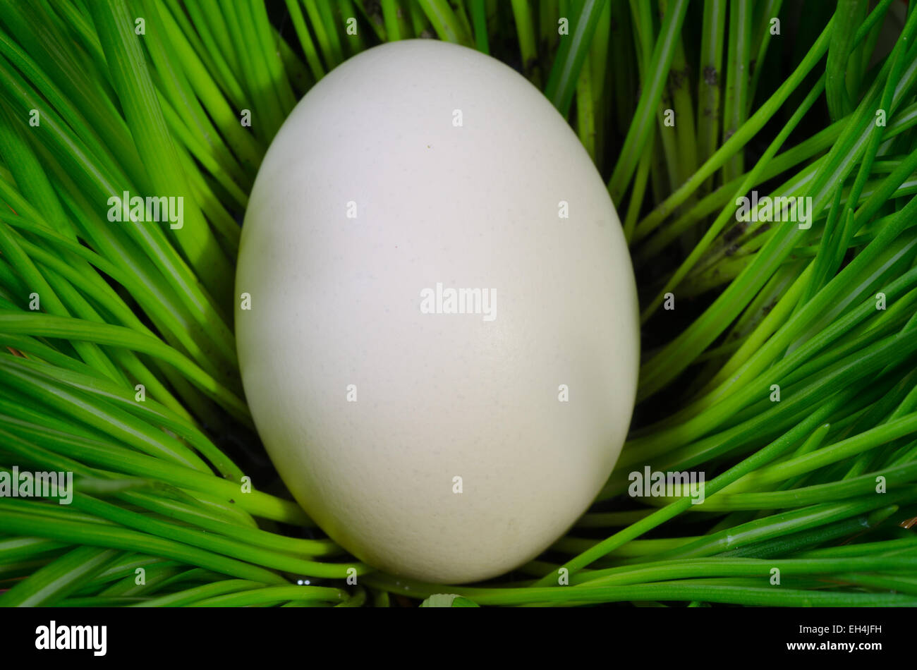 white easter egg in green grass Stock Photo