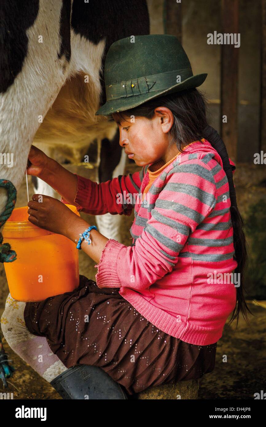 Ecuador, Cotopaxi, Tigua, little country girl doing milking cows on the farm Stock Photo