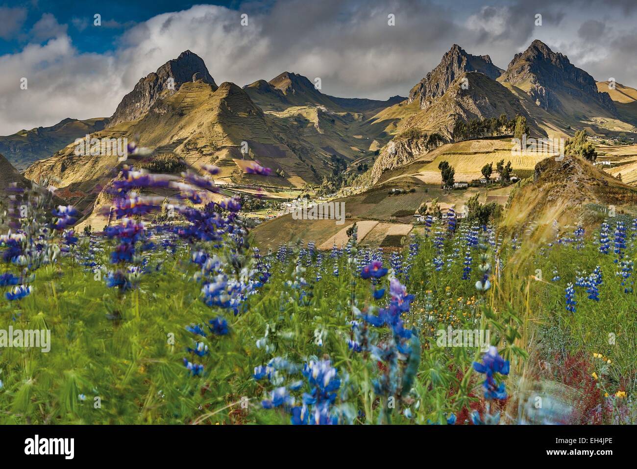 Ecuador, Cotopaxi, Zumbahua, mountainous Andean landscape of plains and mountains under a cloudy sky at sunrise with wild lupins in the foreground Stock Photo