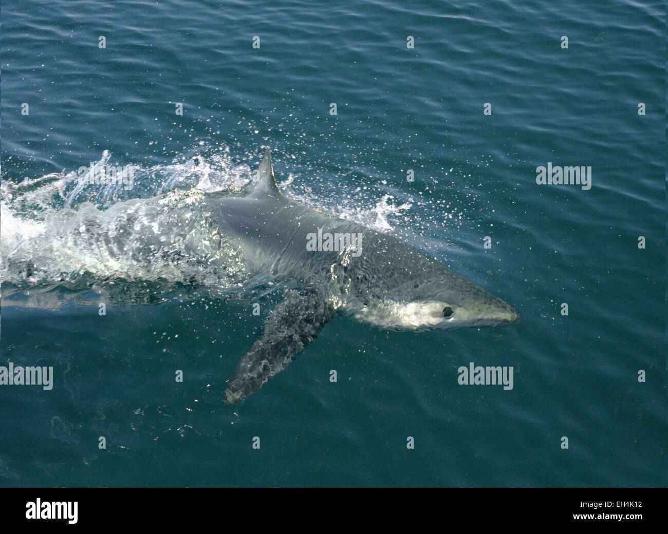 Blue Shark - Prionace glauca Stock Photo