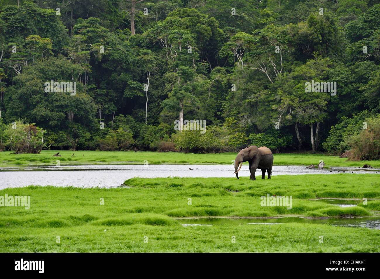 Gabon, OgooueMaritime Province, Loango National Park, Akaka site in