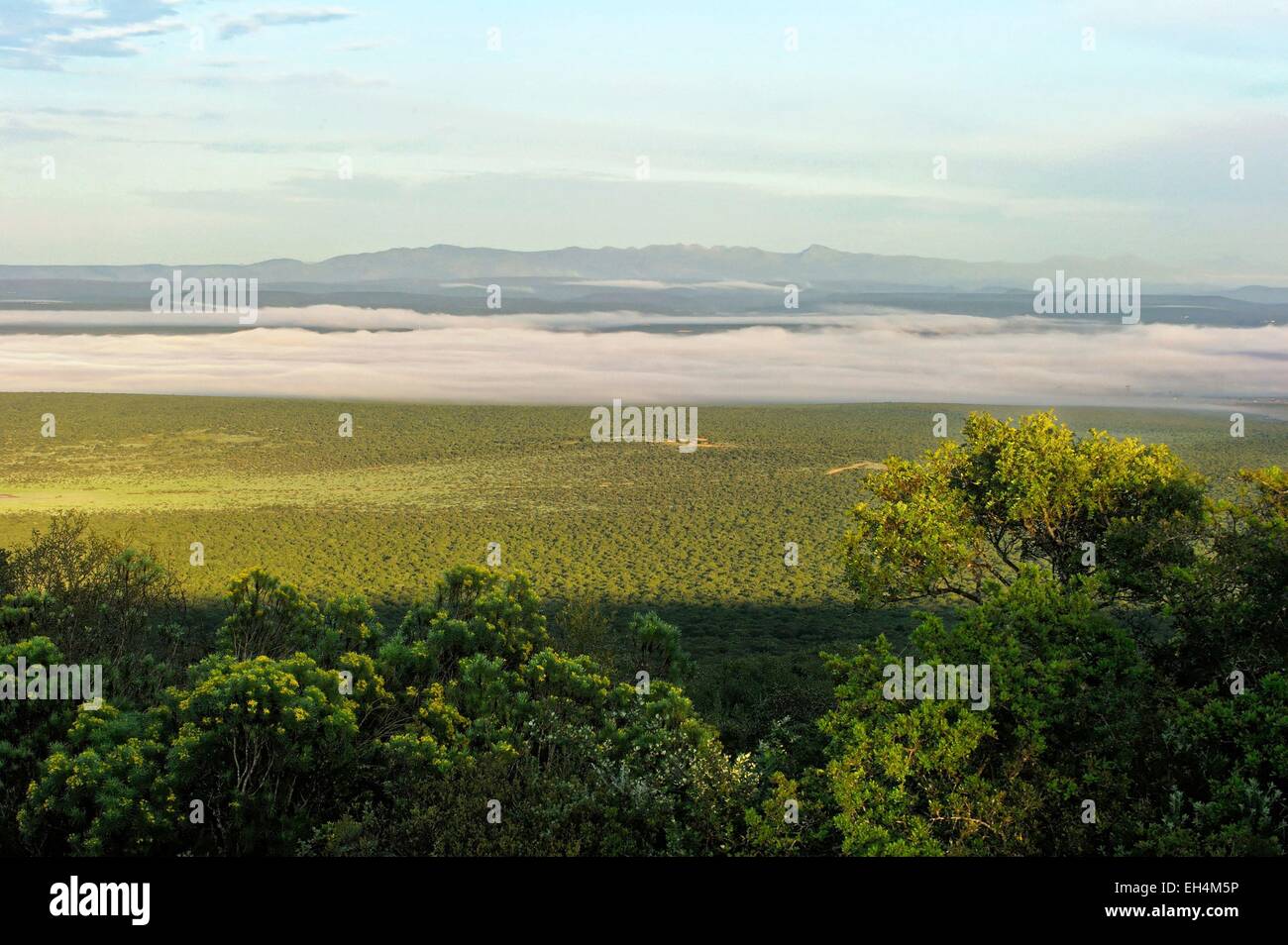 South Africa, Eastern Cape, Addo Elephant National Park Stock Photo