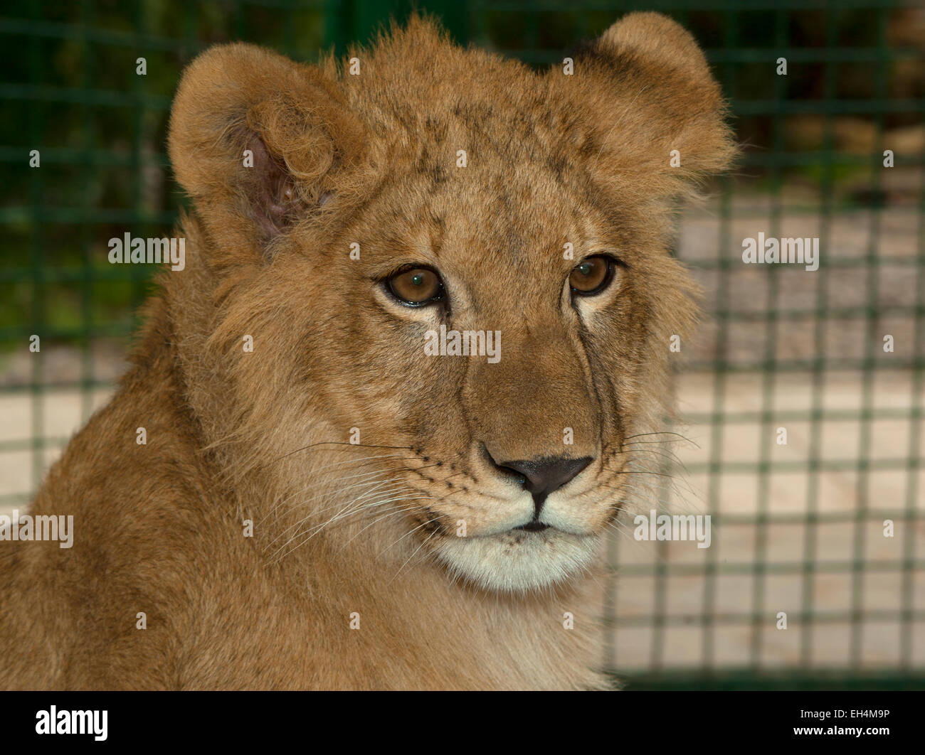 The cub of the lion(Panthera Leo) portrait Europe Ukraine Kharkov ecological Park Stock Photo