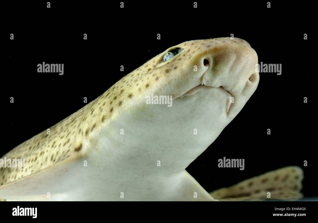 Lesser Spotted Catshark Scyliorhinus canicula Stock Photo Alamy