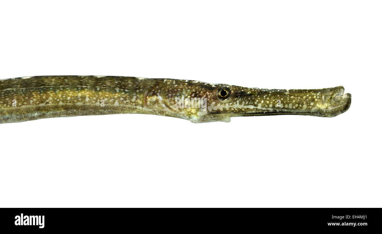 Deep-snouted Pipefish - Syngnathus typhle Stock Photo