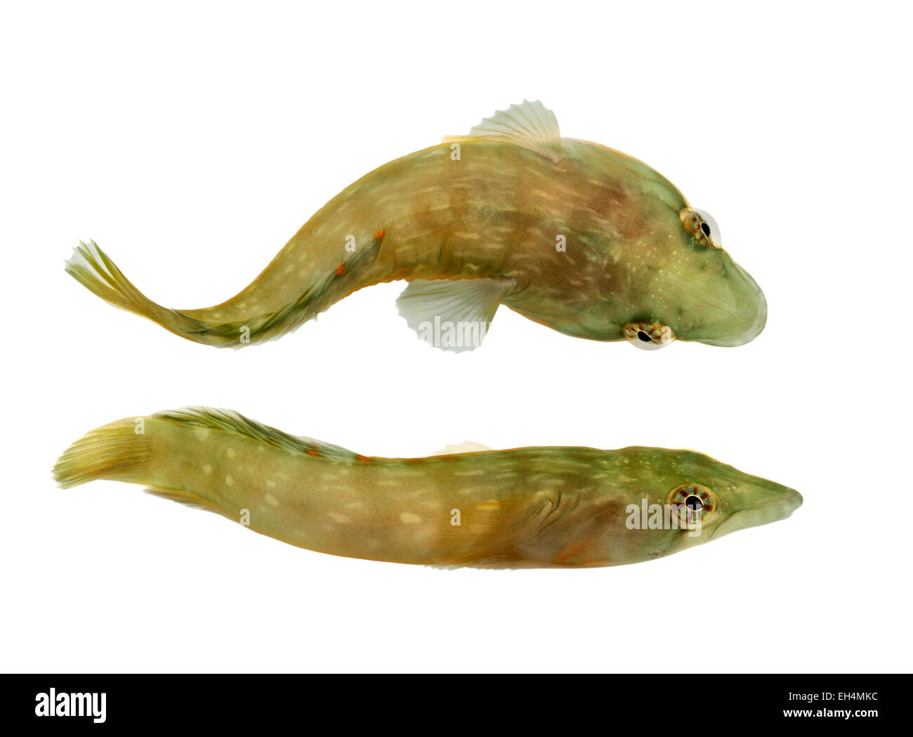 Connemara Clingfish - Lepadogaster candollii Stock Photo