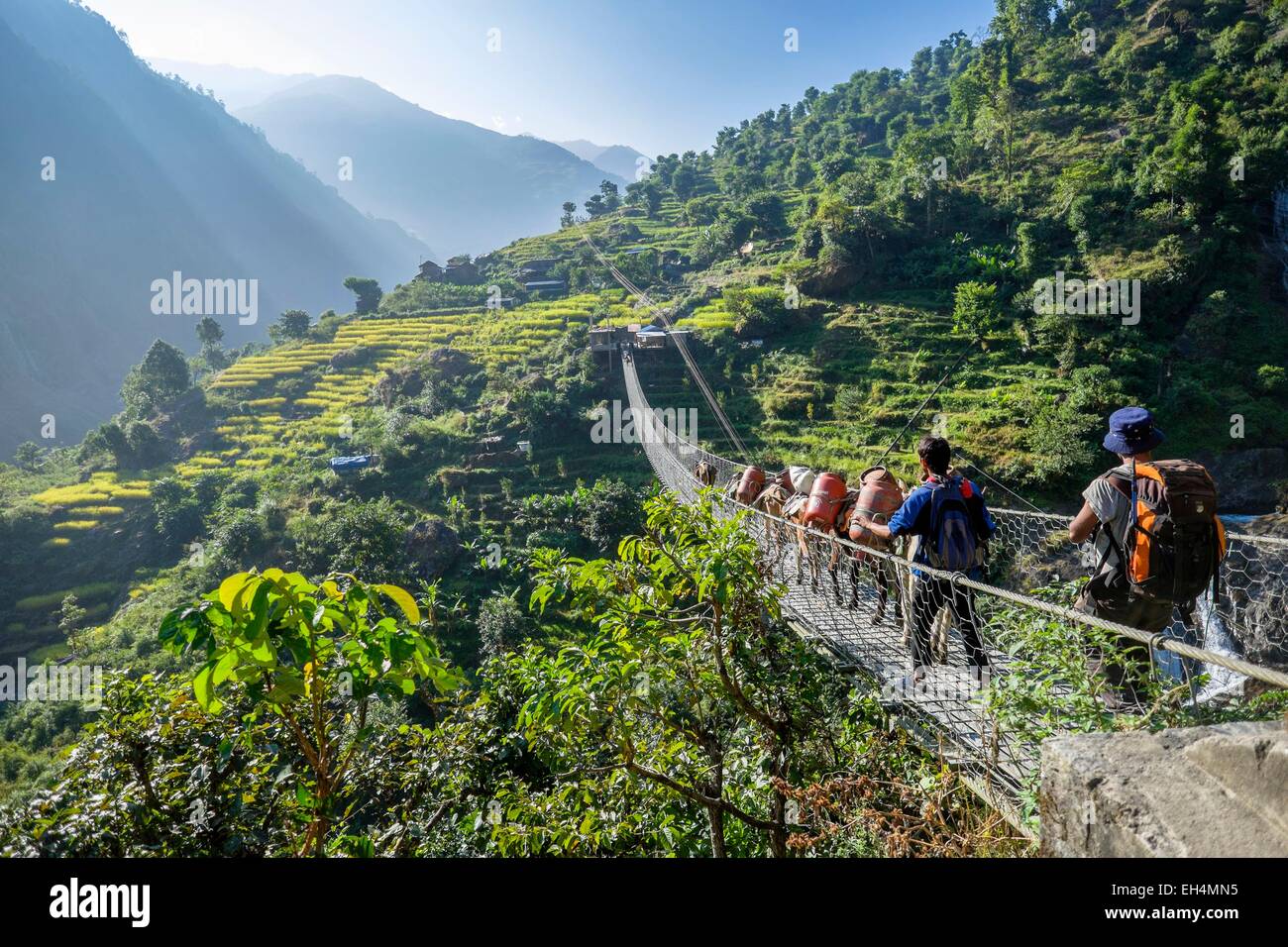 Nepal, Gandaki zone, Manaslu Circuit, between Lapubesi and Tatopani, refueling mountain villages by mules Stock Photo