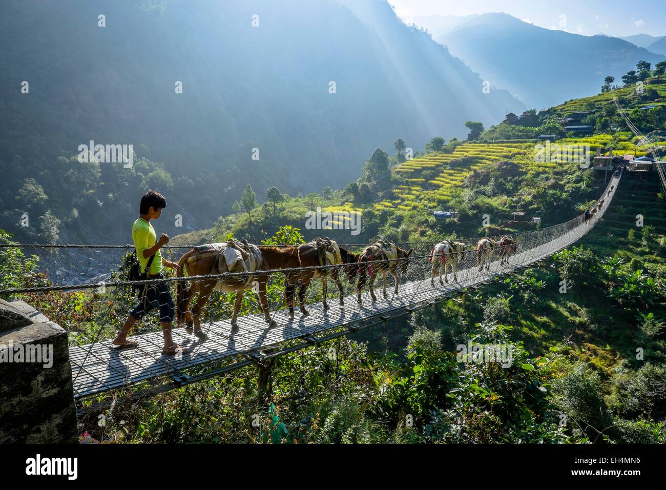 Nepal, Gandaki zone, Manaslu Circuit, between Lapubesi and Tatopani, refueling mountain villages by mules Stock Photo