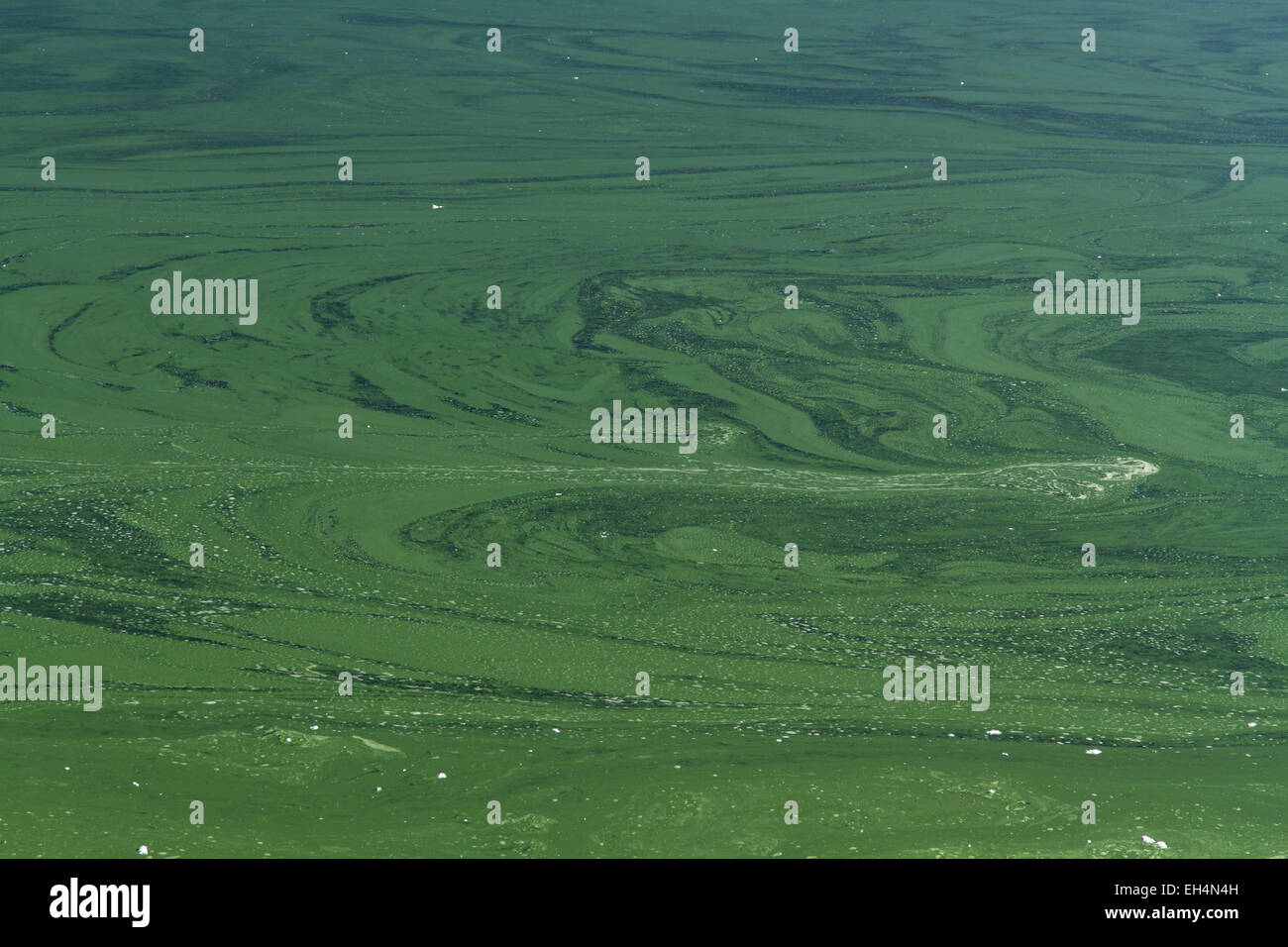 Cyanophyta or blue green algae, layer on surface of still water. Stock Photo