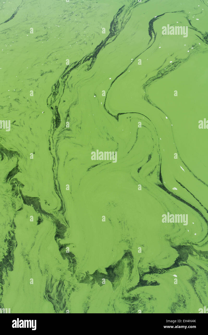Cyanophyta or blue green algae, layer on surface of still water. Background or pattern. Stock Photo