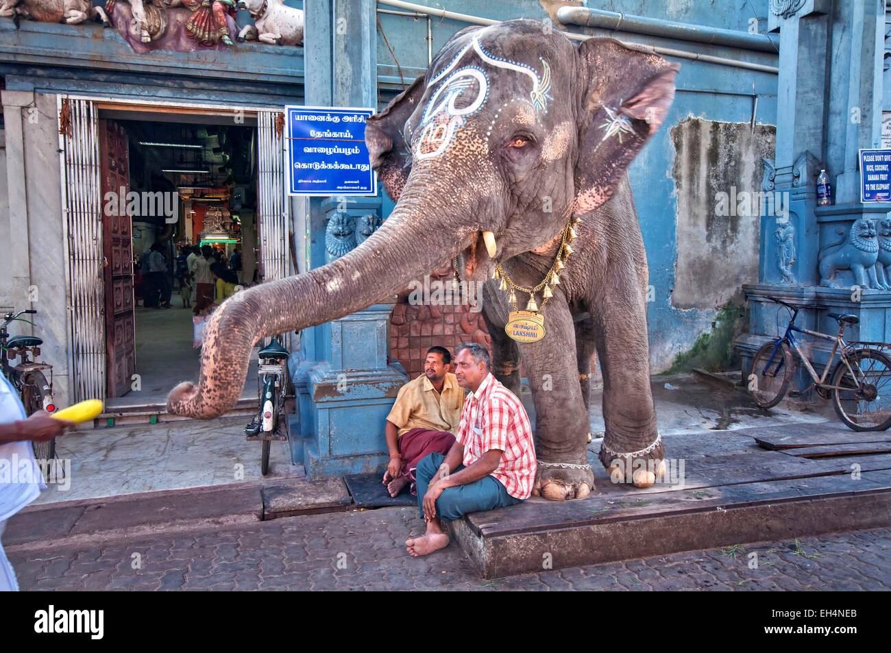 India, Tamil Nadu, Pondicherry, Lakshmi, the temple elephant Stock ...