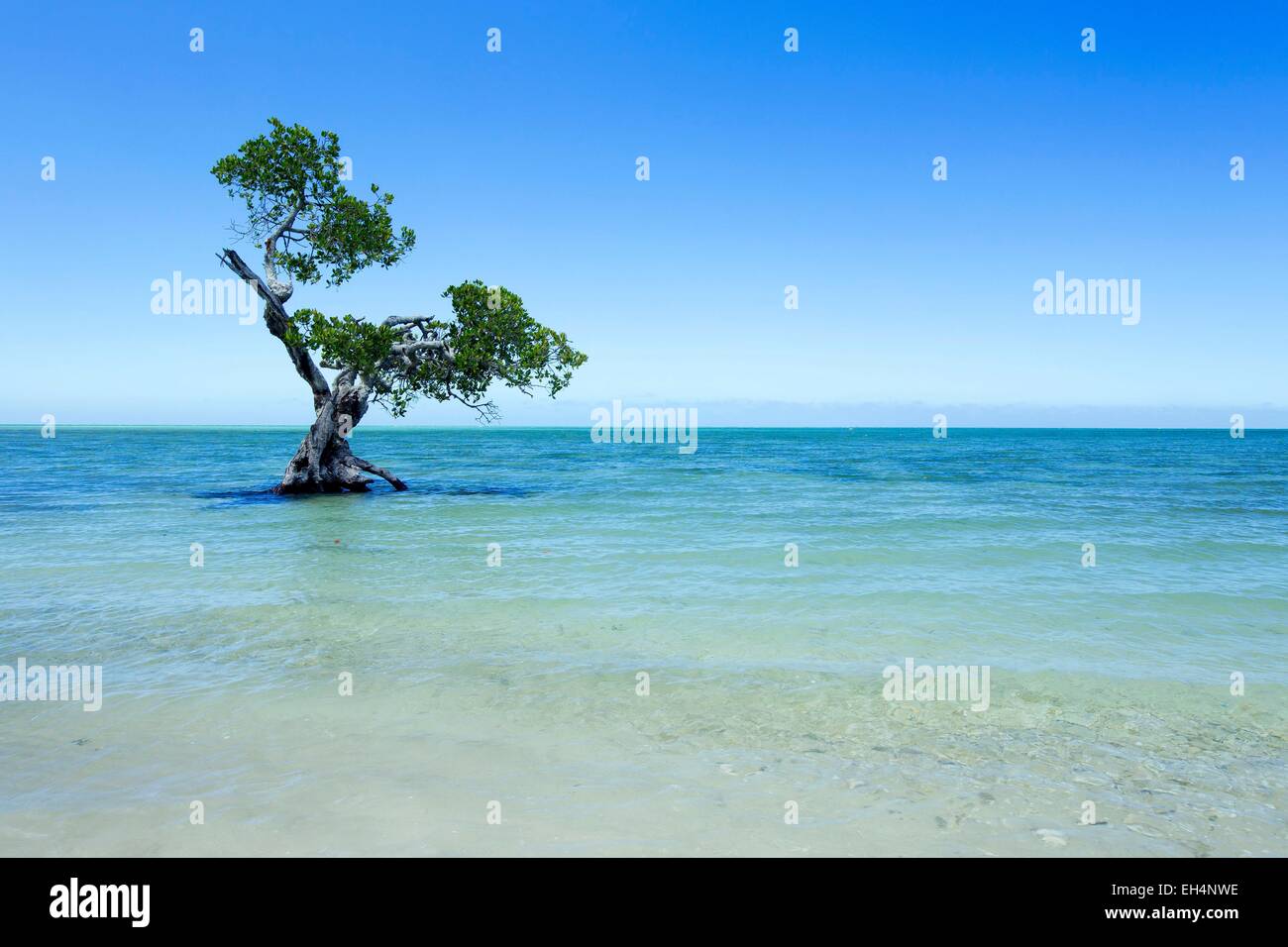 France, New Caledonia, Grande-Terre, Southern Province, La Foa, Peninsula Ouano, mangrove Stock Photo