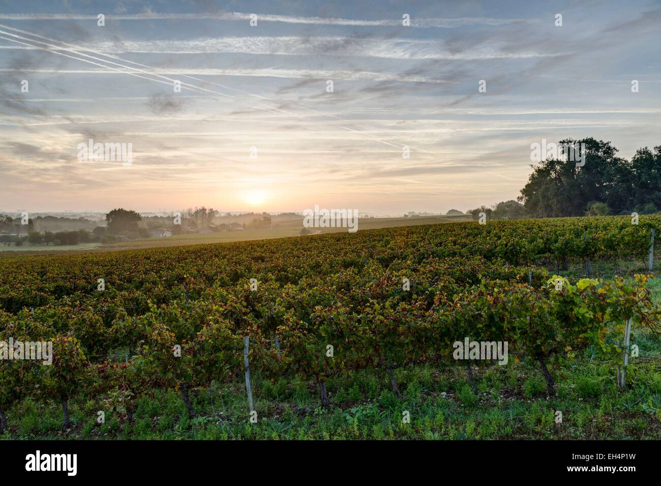 France, Gironde, Anglade, landscape around the village Stock Photo