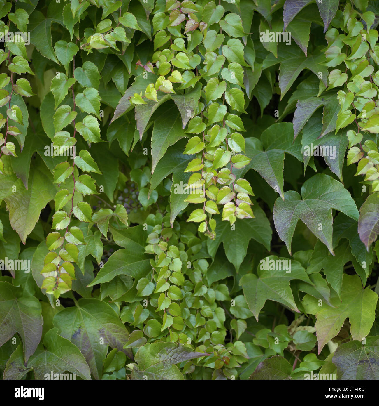 Climbing ivy hires stock photography and images Alamy