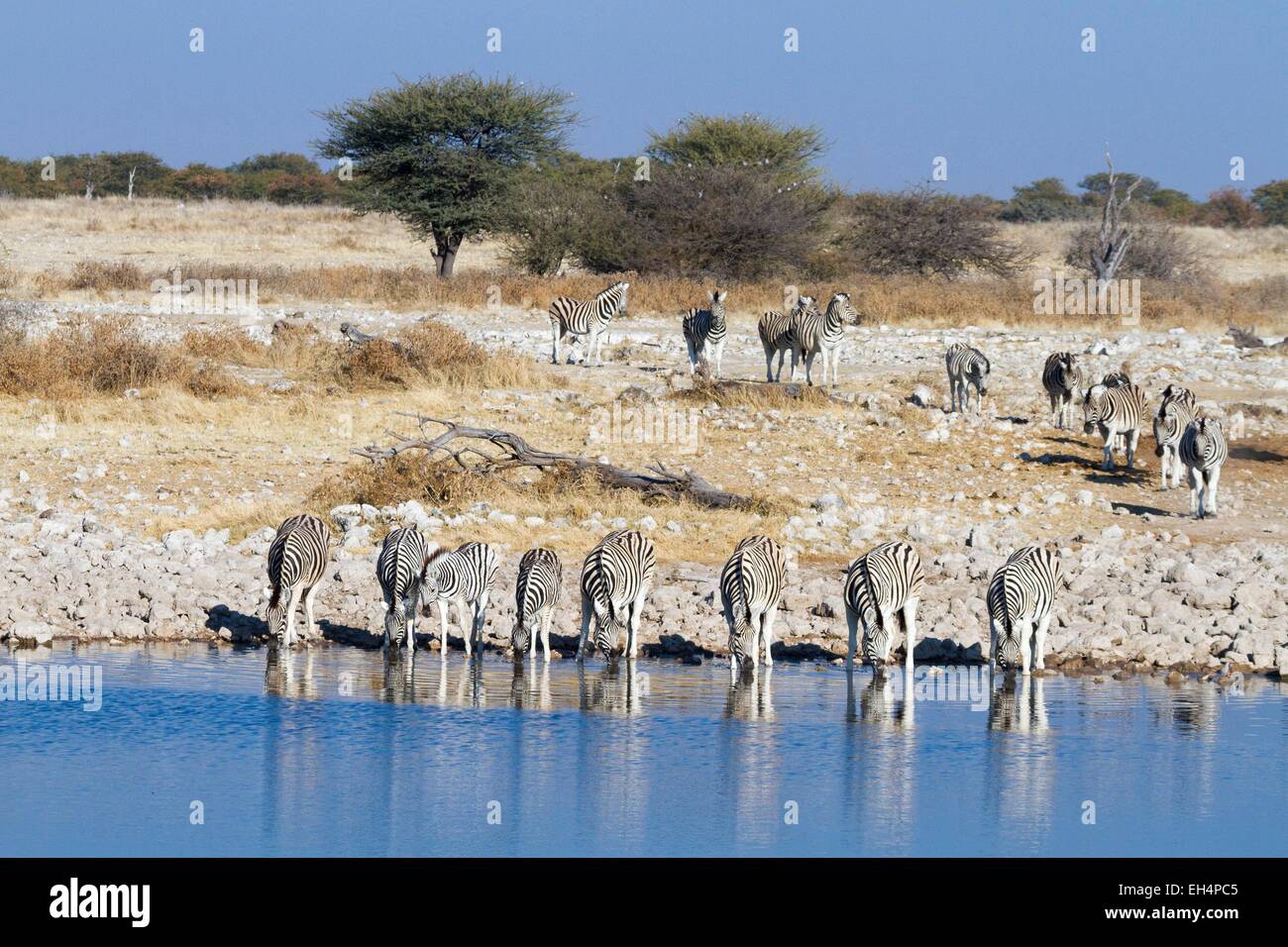 Namibia, Oshikoto region, Etosha National Park, Burchell's zebras (Equus burchellii) at waterhole Stock Photo