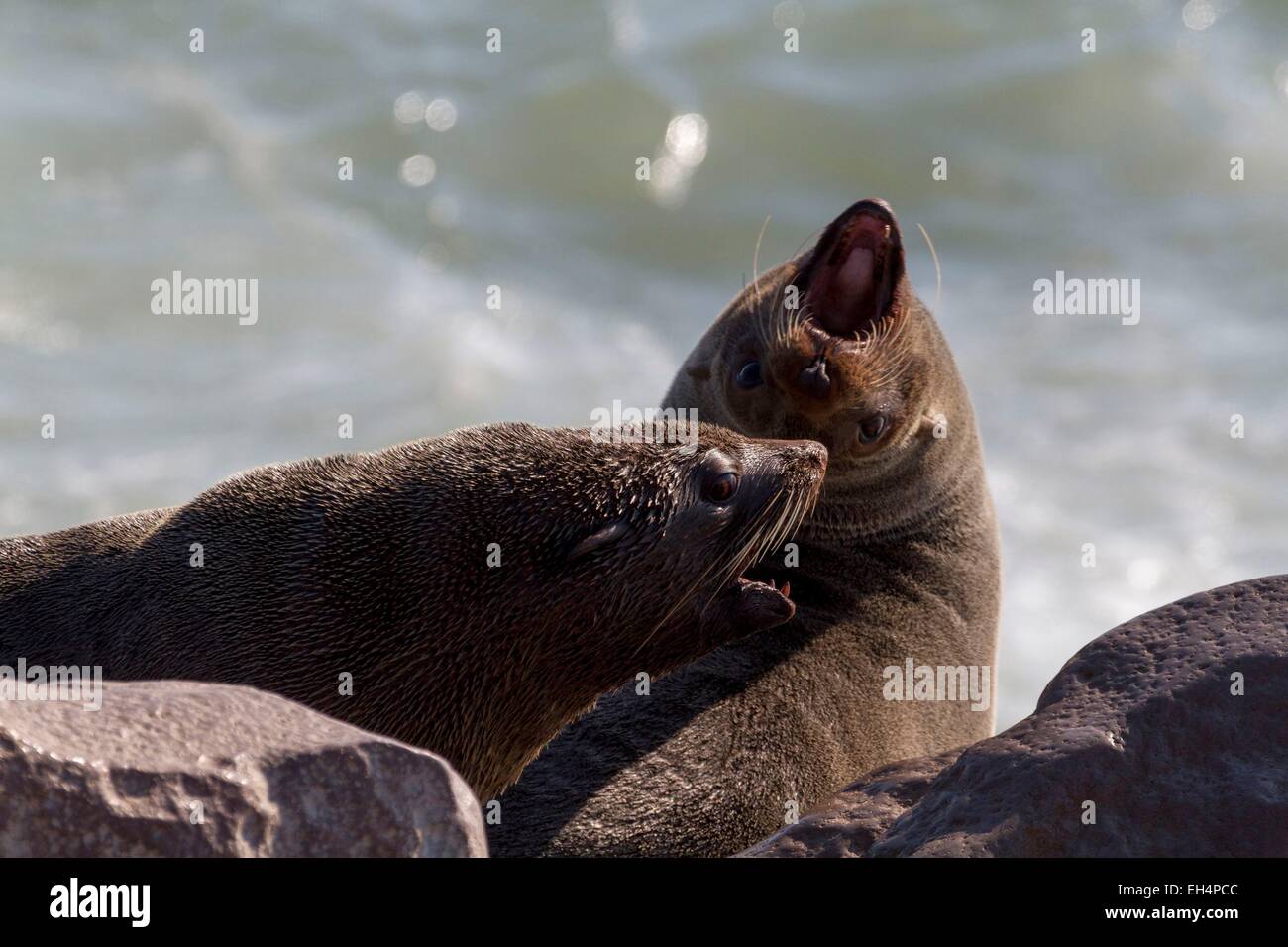 Namibia, Erongo region, Cape Cross Seal Reserve, Cape Fur Seals (Arctocephalus pusillus) Stock Photo