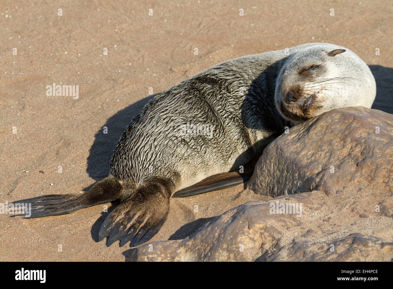 Namibia, Erongo region, Cape Cross Seal Reserve, Cape Fur Seal (Arctocephalus pusillus) Stock Photo