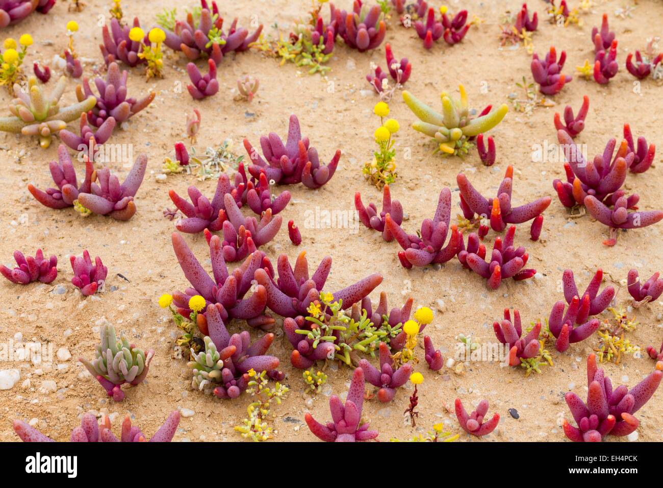 Namibia, Erongo region, Namib desert, Blood finger (Mesembryanthemum cryptanthum) Stock Photo