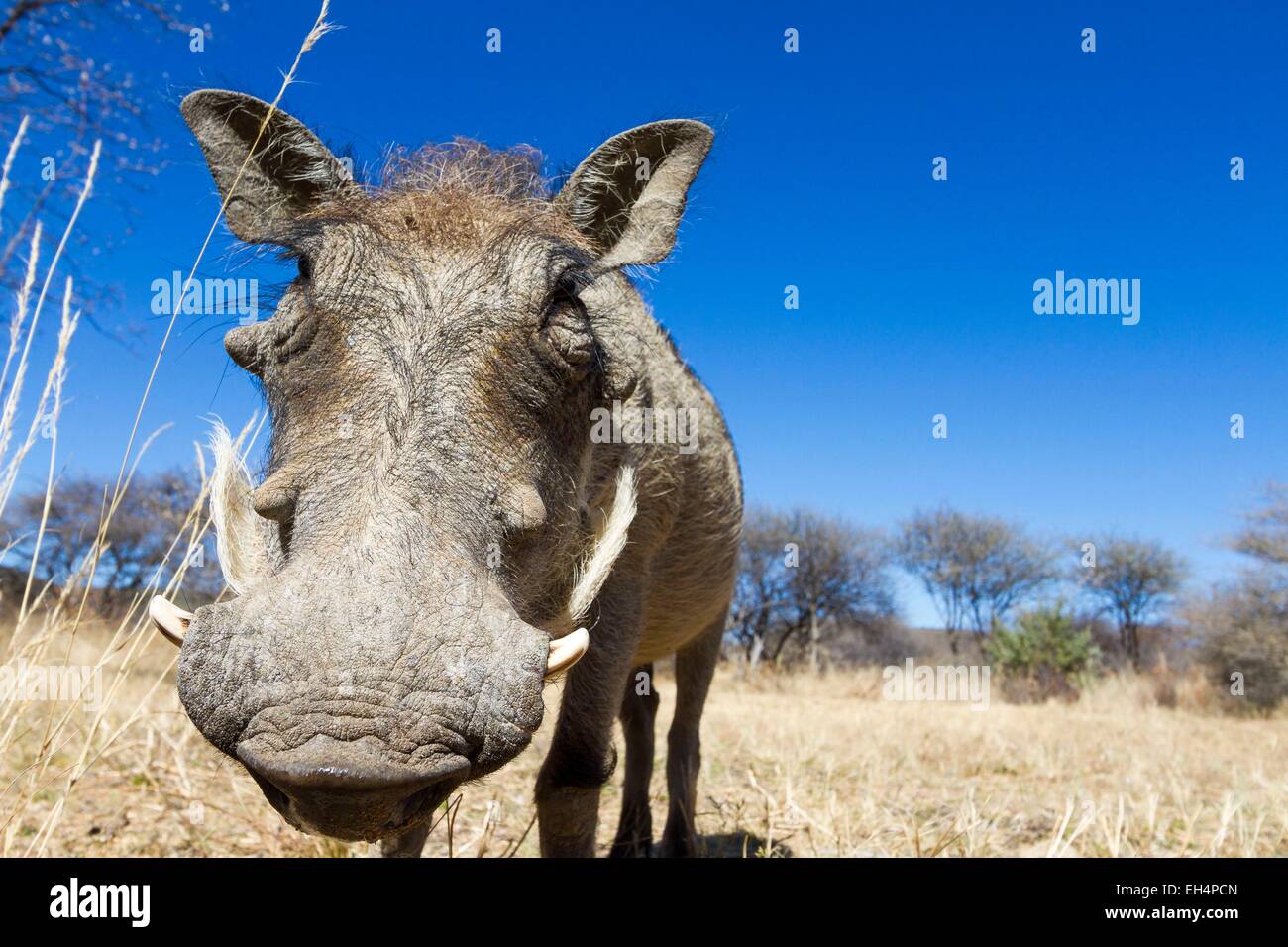 Namibia, Otjozondjupa region, common warthog (Phacochoerus africanus) near a lodge Stock Photo