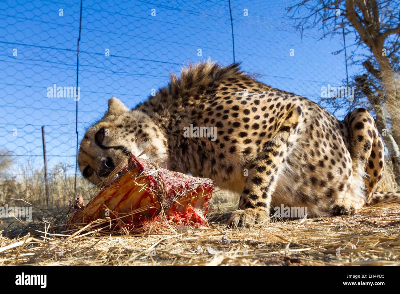 Namibia, Hardap region, meal cheetah (Acinonyx jubatus) in a enclosure of the Hammerstein lodge Stock Photo