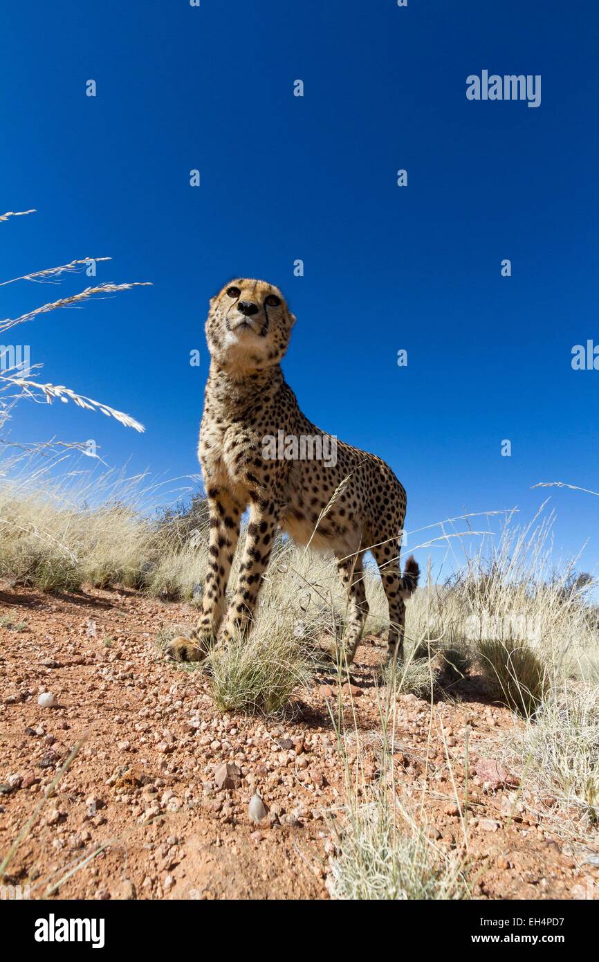 Namibia, Hardap region, cheetah (Acinonyx jubatus) in a enclosure of the Hammerstein lodge Stock Photo