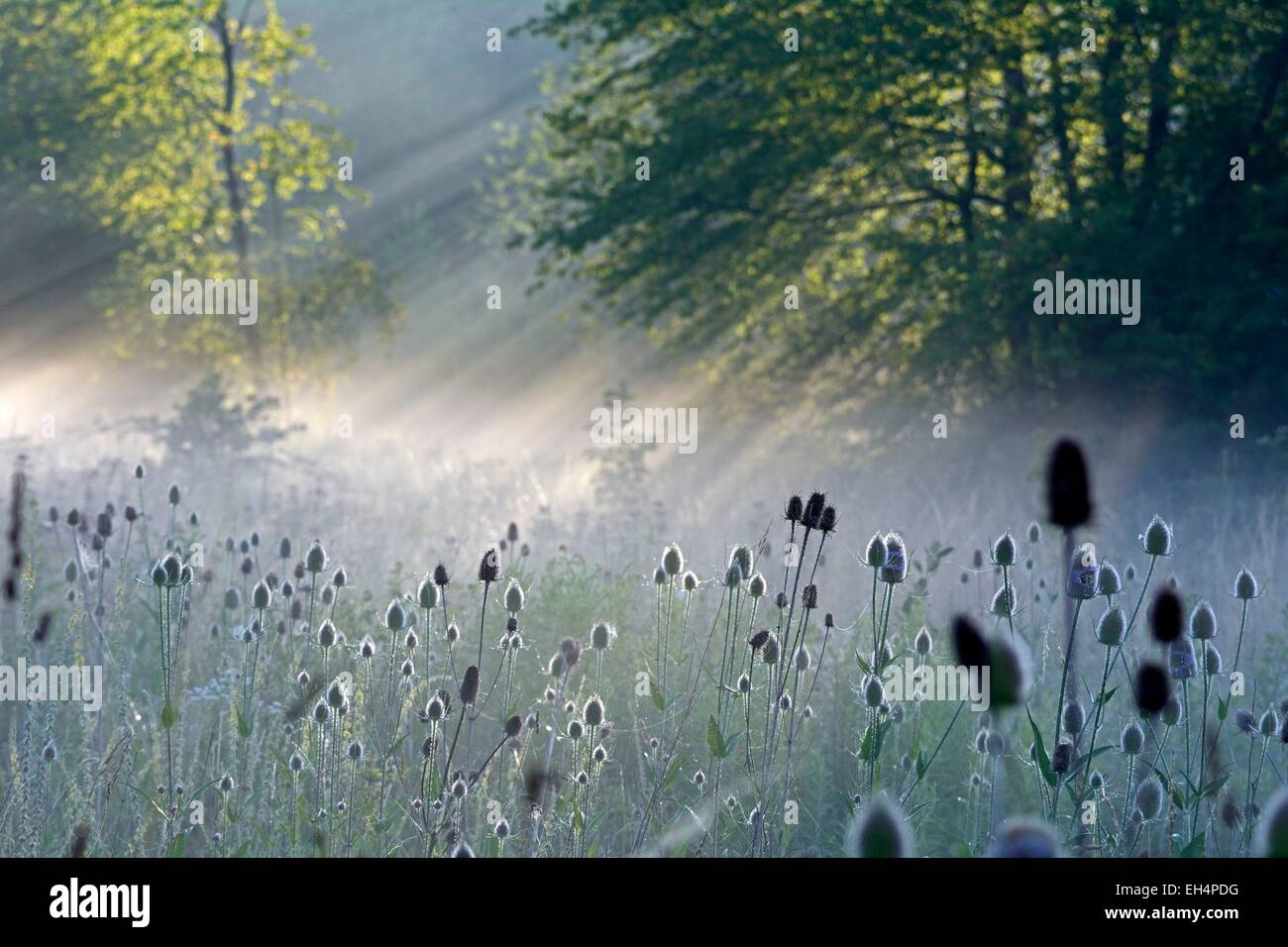France, Doubs, Brognard, suns rays in the morning mist on a wasteland thistles Stock Photo