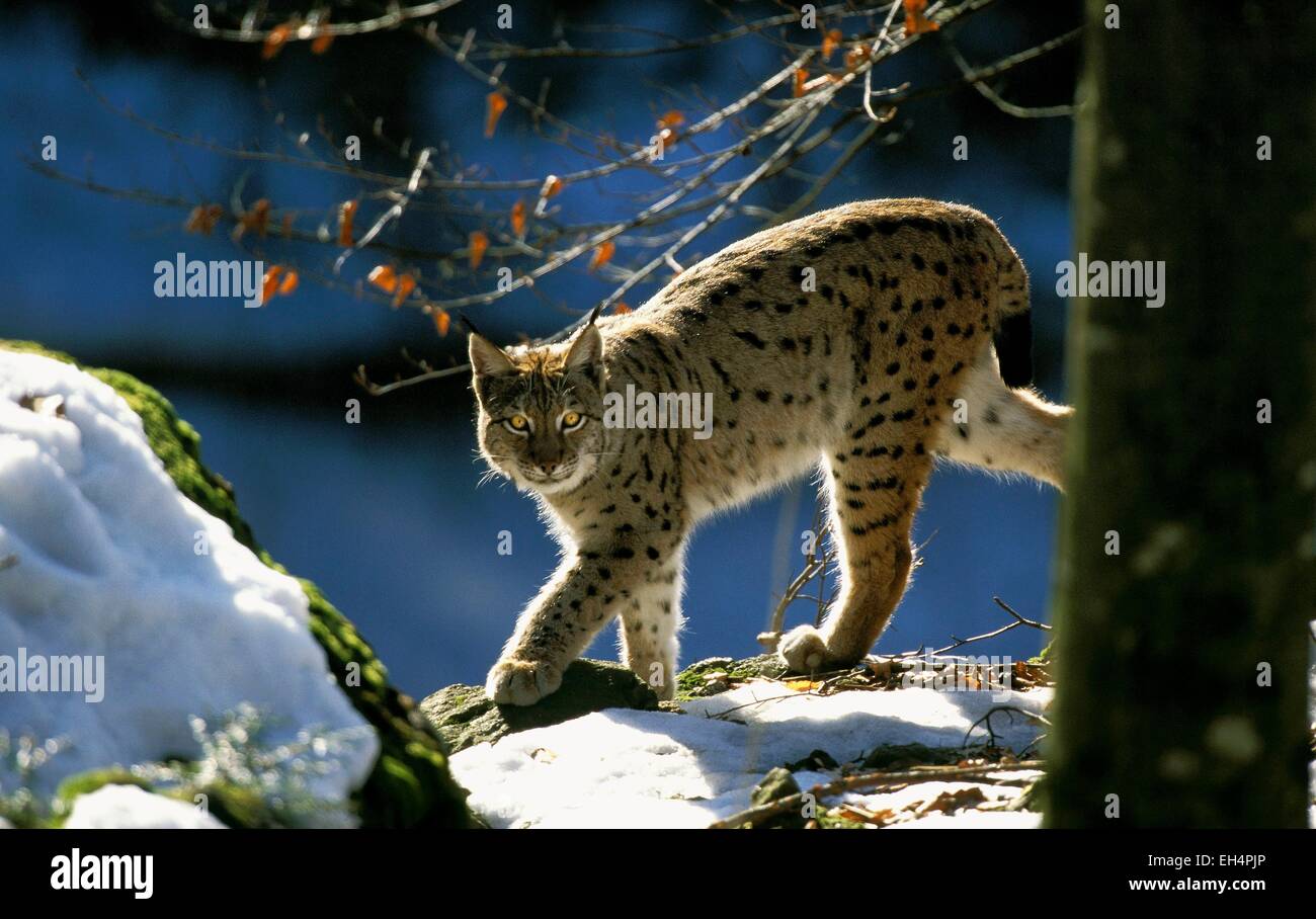 Eurasian lynx (Lynx lynx) in winter Stock Photo