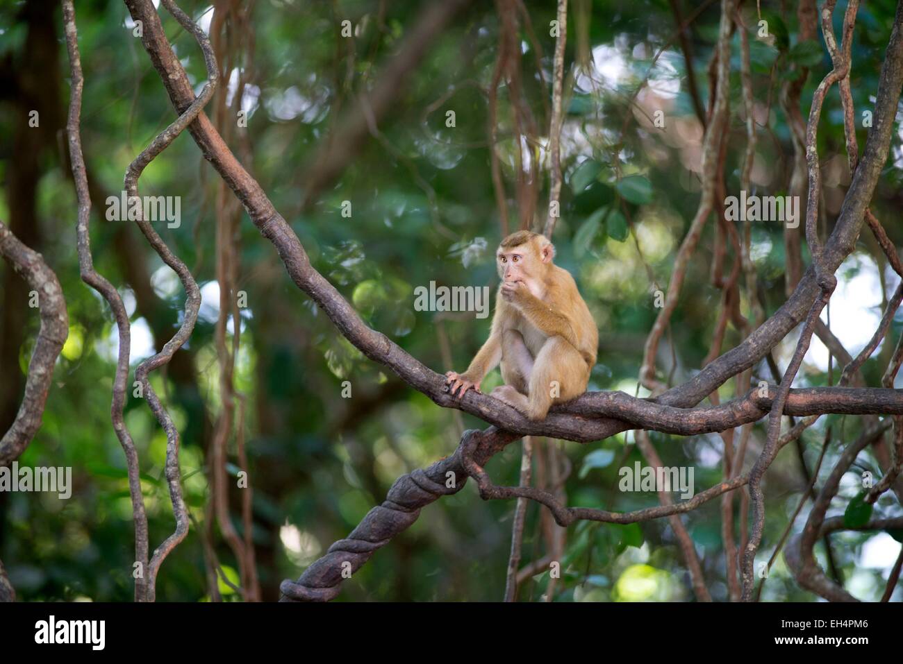 Thailand, Macaque North pigtail (Macaca leonina) Stock Photo
