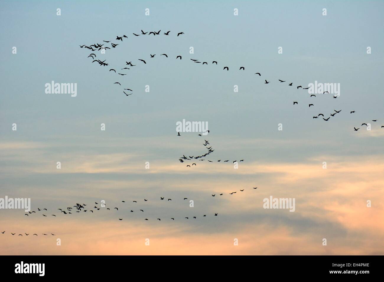 France, Marne, Giffaumont, Great formation flying cormorants (Phalacrocorax carbo) at sunset Stock Photo