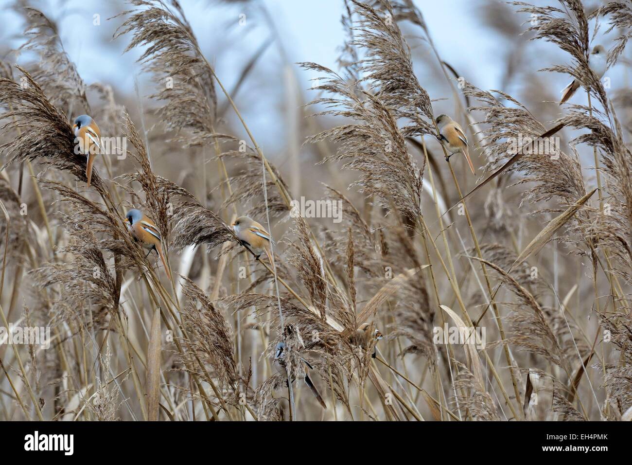 Switzerland, Canton of Neuchatel, mustache breading (Panurus biarmicus) dissecting the plume of a reed sedge meadow Stock Photo