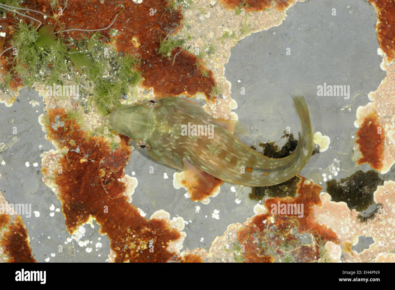 Connemara Clingfish - Lepadogaster candollii Stock Photo